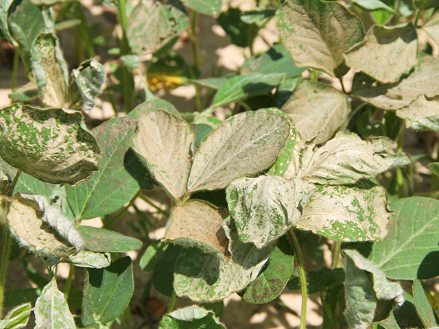 Herbicide burn isn&#039;t pretty to look at, but most soybeans will recover. (DTN photo by Pamela Smith)